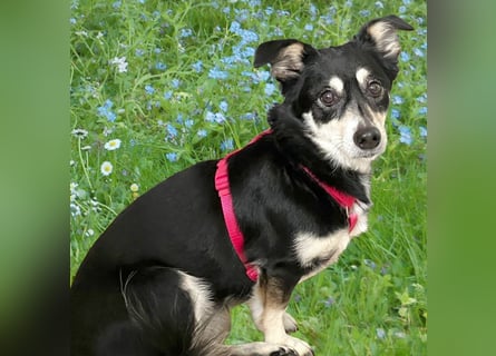 Jessymaus - putziger kleiner Spatz - Tierhilfe Franken e.V.