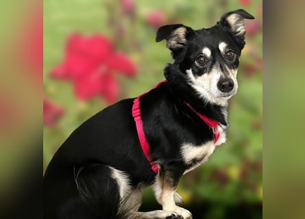 Jessymaus - putziger kleiner Spatz - Tierhilfe Franken e.V.