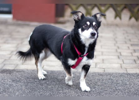 Jessymaus - putziger kleiner Spatz - Tierhilfe Franken e.V.