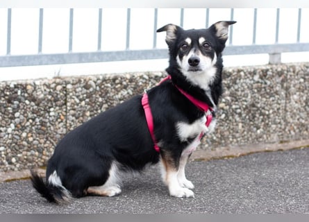 Jessymaus - putziger kleiner Spatz - Tierhilfe Franken e.V.
