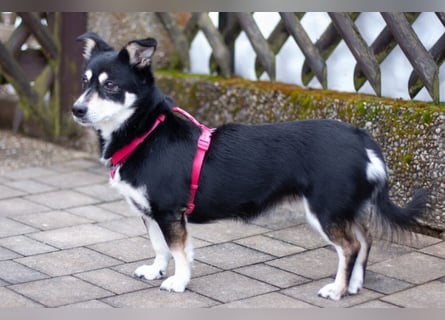 Jessymaus - putziger kleiner Spatz - Tierhilfe Franken e.V.