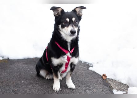 Jessymaus - putziger kleiner Spatz - Tierhilfe Franken e.V.