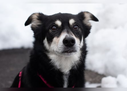 Jessymaus - putziger kleiner Spatz - Tierhilfe Franken e.V.