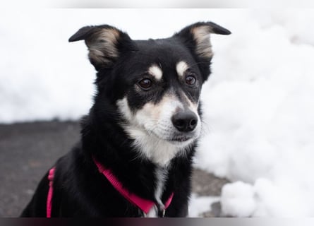 Jessymaus - putziger kleiner Spatz - Tierhilfe Franken e.V.