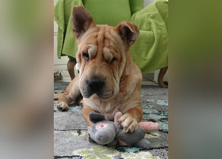 Shar-Pei-Mix Seniorin Ronja sucht dringend ein neues Zuhause