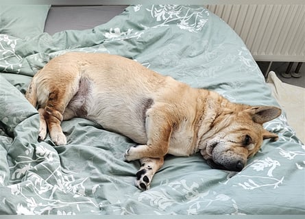 Shar-Pei-Mix Seniorin Ronja sucht dringend ein neues Zuhause