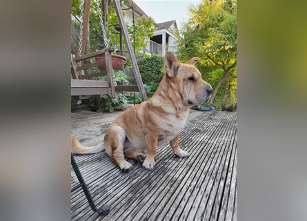 Shar-Pei-Mix Seniorin Ronja sucht dringend ein neues Zuhause