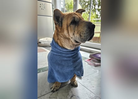 Shar-Pei-Mix Seniorin Ronja sucht dringend ein neues Zuhause
