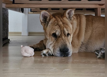 Shar-Pei-Mix Seniorin Ronja sucht dringend ein neues Zuhause