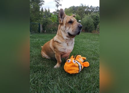 Shar-Pei-Mix Seniorin Ronja sucht dringend ein neues Zuhause