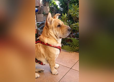 Shar-Pei-Mix Seniorin Ronja sucht dringend ein neues Zuhause