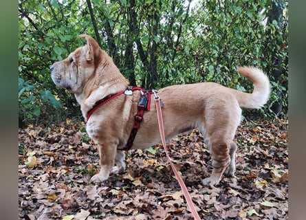 Shar-Pei-Mix Seniorin Ronja sucht dringend ein neues Zuhause