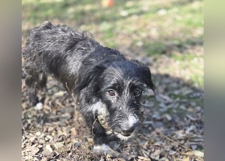 kleiner Struppi-Mix BOGYO - 9 Monate, 35cm