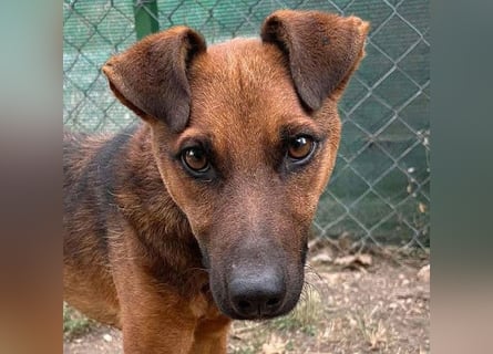 ❤️❤️❤️ kleiner Schatz BERTI - 1,5 Jahre, 38cm/10kg - Pinscher-Mix