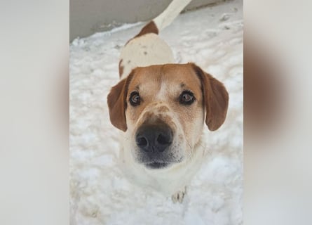 ❤️❤️❤️ knuffiger allerliebster MUFFIN - 4 Jahre, 37cm - Mischling