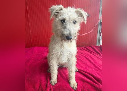 süße kleine MADDIE - 6 Monate, 35cm/6kg - Mischling