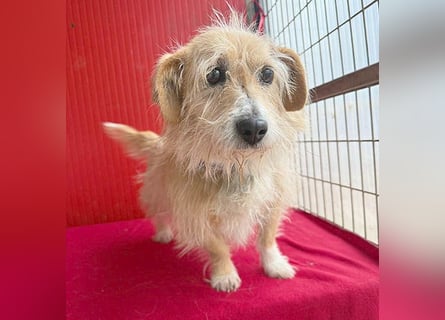 liebe kleine Struppi-Maus MOMO - 9 Jahre, 30cm/9kg