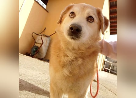 ZUCO - Engel auf 4 Pfoten - 13 Jahre, 40cm - Mischling
