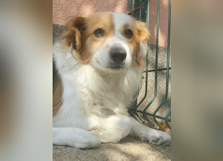 zarte Hundeseele LOTTA - 4 Jahre, 40cm/15kg - Mischling