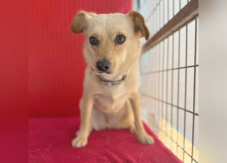 ❤️ zarte Hundeseele TILLY - 2 Jahre, 40cm/9kg - Mischling