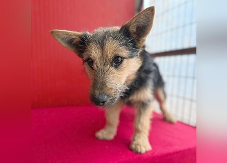 ❤️❤️❤️ kleine Knutschkugel FIFI - 2 Jahre, 35cm - Mischling