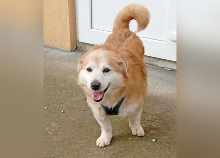 ZUCO - Engel auf 4 Pfoten - 13 Jahre, 40cm - Mischling