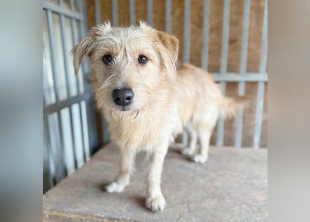 (R) süße Struppi-Hündin PALMA - 10 Monate, 36cm