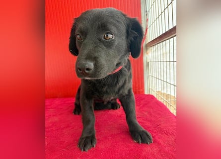 liebenswerte kleine SZISZI - 1,5 Jahre, 35cm/11kg - Mischling