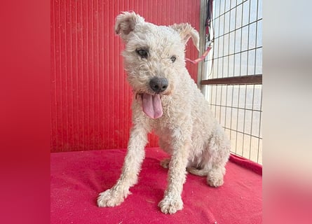 süßer Wuschel-Mix FLUFFY - 2 Jahre, 40cm/11kg