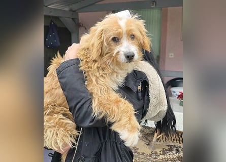 ❤️ kleiner Herzensbrecher TIMMY- 1,5 Jahre, 25cm/5,5kg - Mischling