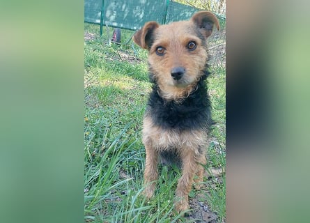 zarte kleine Hundeseele AUDREY - 1,5 Jahre, 35cm/7kg