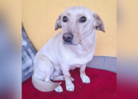 ❤️❤️❤️ hübsche kleine LATTE - 3 Jahre, 32cm/12kg - Mischling