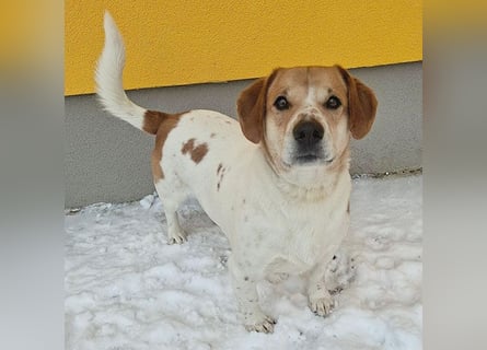 ❤️❤️❤️ knuffiger allerliebster MUFFIN - 4 Jahre, 37cm - Mischling