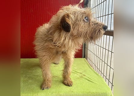 zarte Hundeseele BOGYI - 4 Jahre, 37cm/11kg - Struppi-Mix