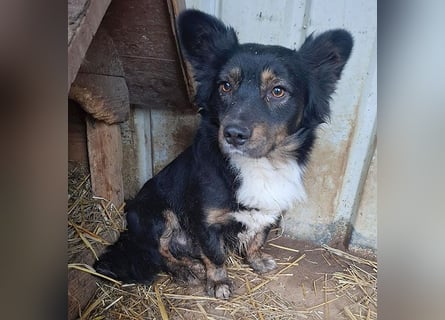 ❤️❤️❤️ liebenswerter kleiner BERRY - 2 Jahre, 32cm/13kg - Mischling