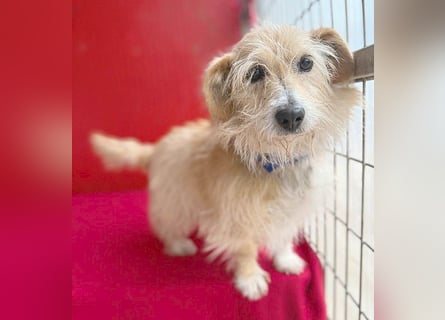 liebe kleine Struppi-Maus MOMO - 9 Jahre, 30cm/9kg