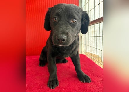 liebenswerte kleine SZISZI - 1,5 Jahre, 35cm/11kg - Mischling