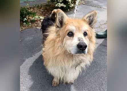armer Hunde-Opi in der Tötung - 15 Jahre, 32/34cm - kleiner Mischling
