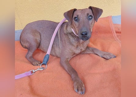 ❤️❤️❤️ ein warmes Nest für MIMI gesucht - 1,5 Jahre, 37cm/8kg - Pinscher-Mix