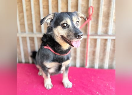 ❤️❤️❤️ kleine Hundeseele RAFFY - 8 Jahre, 36cm/12kg - Mischling