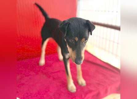 ❤️❤️❤️ lebenslustige MANKA - 1,5 Jahre, 40cm/10kg - Mischling