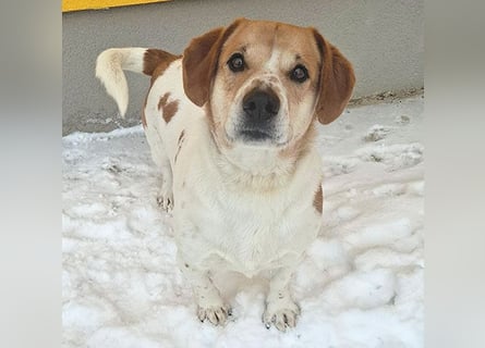 ❤️❤️❤️ knuffiger allerliebster MUFFIN - 4 Jahre, 37cm - Mischling