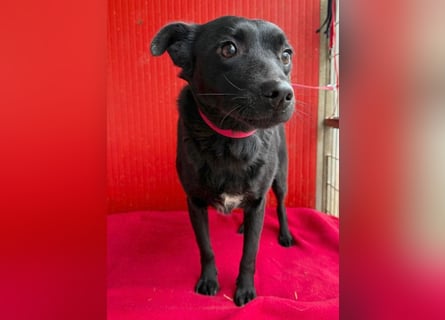 süße kleine RAVY - 7,5 Jahre, 39cm - Mischling