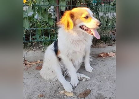 zarte Hundeseele LOTTA - 4 Jahre, 40cm/15kg - Mischling