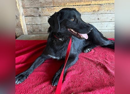 ❤️ liebenswerter LALI - 1,5 Jahre, 38/40cm-12kg  -Mischling