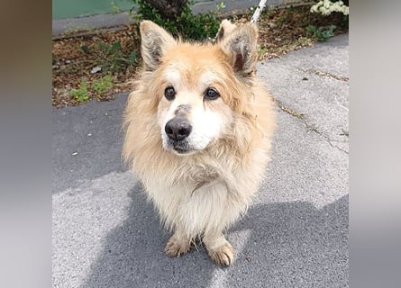 armer Hunde-Opi in der Tötung - 15 Jahre, 32/34cm - kleiner Mischling