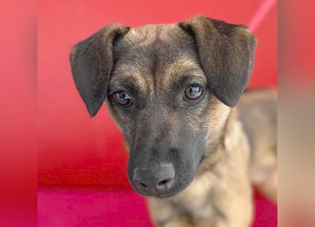 süßer Lausbub FILOU - 10 Monate, 40cm/10kg - Mischling