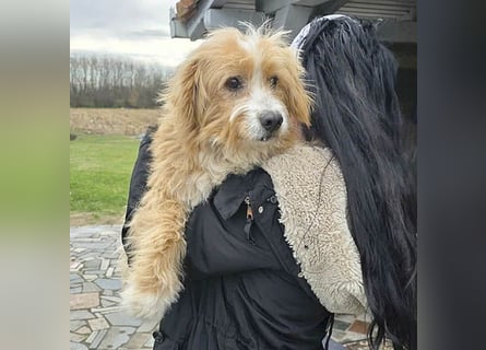 ❤️ kleiner Herzensbrecher TIMMY- 1,5 Jahre, 25cm/5,5kg - Mischling