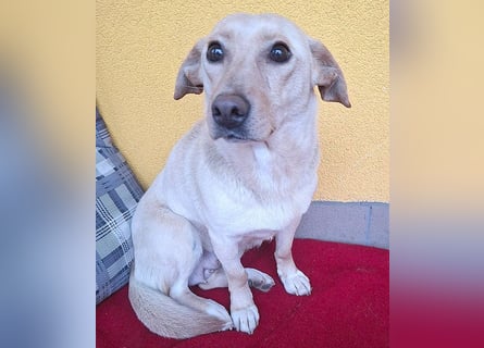 ❤️❤️❤️ hübsche kleine LATTE - 3 Jahre, 32cm/12kg - Mischling