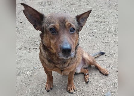 ❤️❤️❤️ arme Hundeseele BOBBY - 5 ,5 Jahre, 36cm/12kg - kl. Mischling